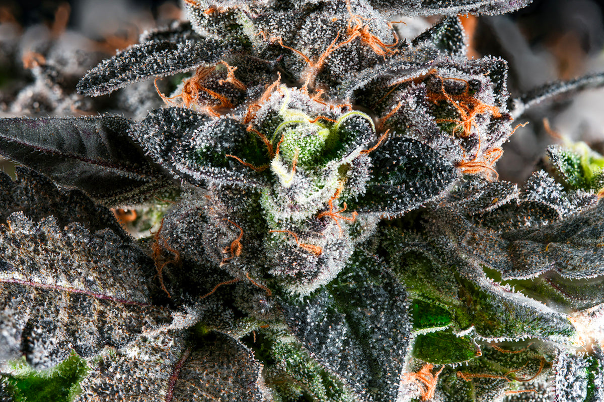 Big Perm craft cannabis flower – hand-trimmed indoor grown by Blvck Mrkt Maryland