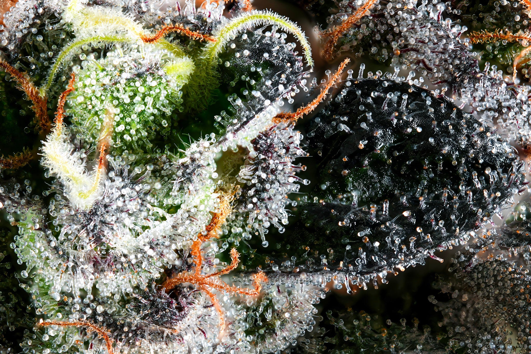 Big Perm craft cannabis flower – hand-trimmed indoor grown by Blvck Mrkt Maryland