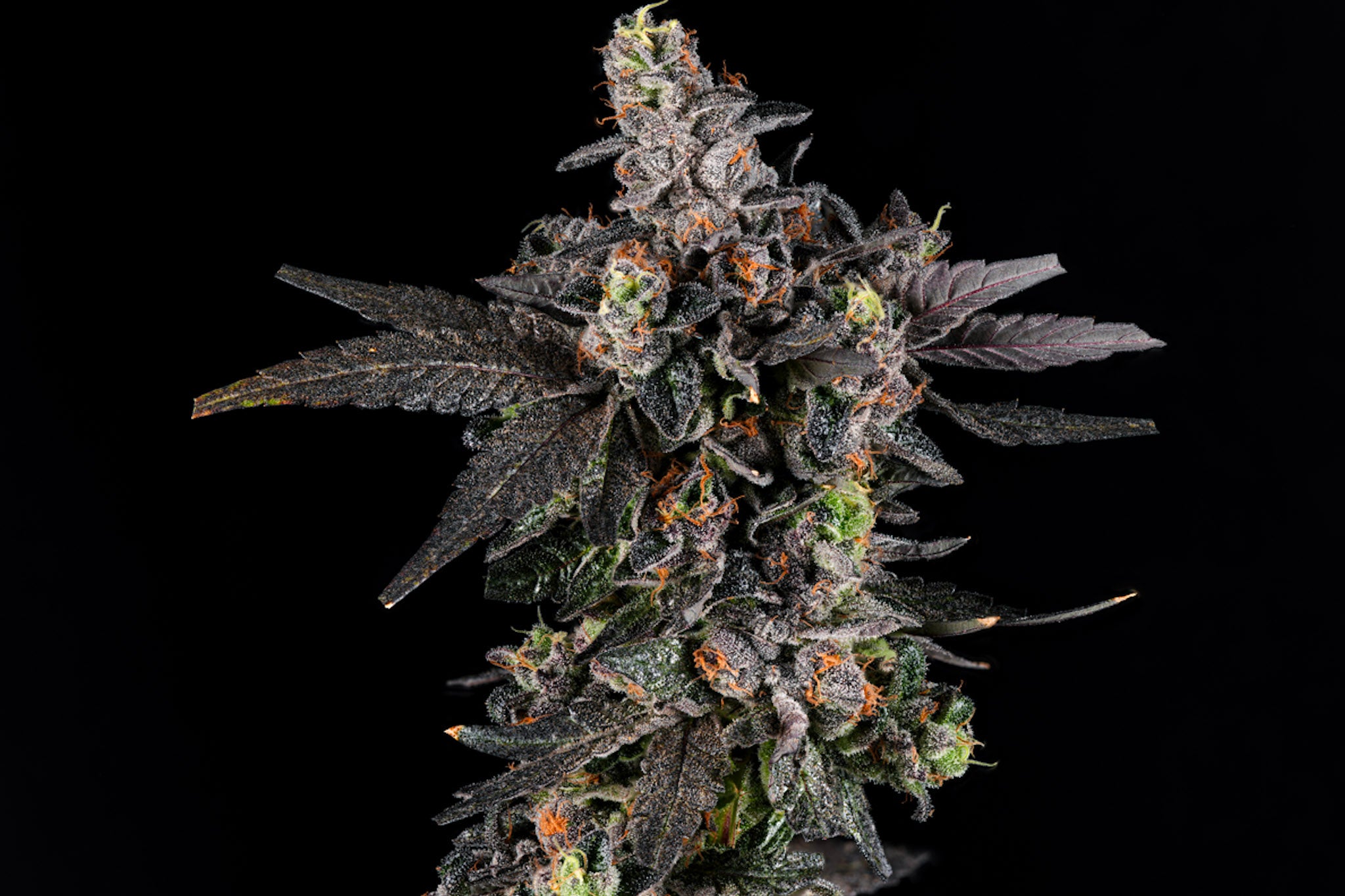 Big Perm craft cannabis flower – hand-trimmed indoor grown by Blvck Mrkt Maryland