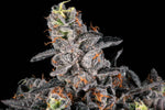 Big Perm craft cannabis flower – hand-trimmed indoor grown by Blvck Mrkt Maryland