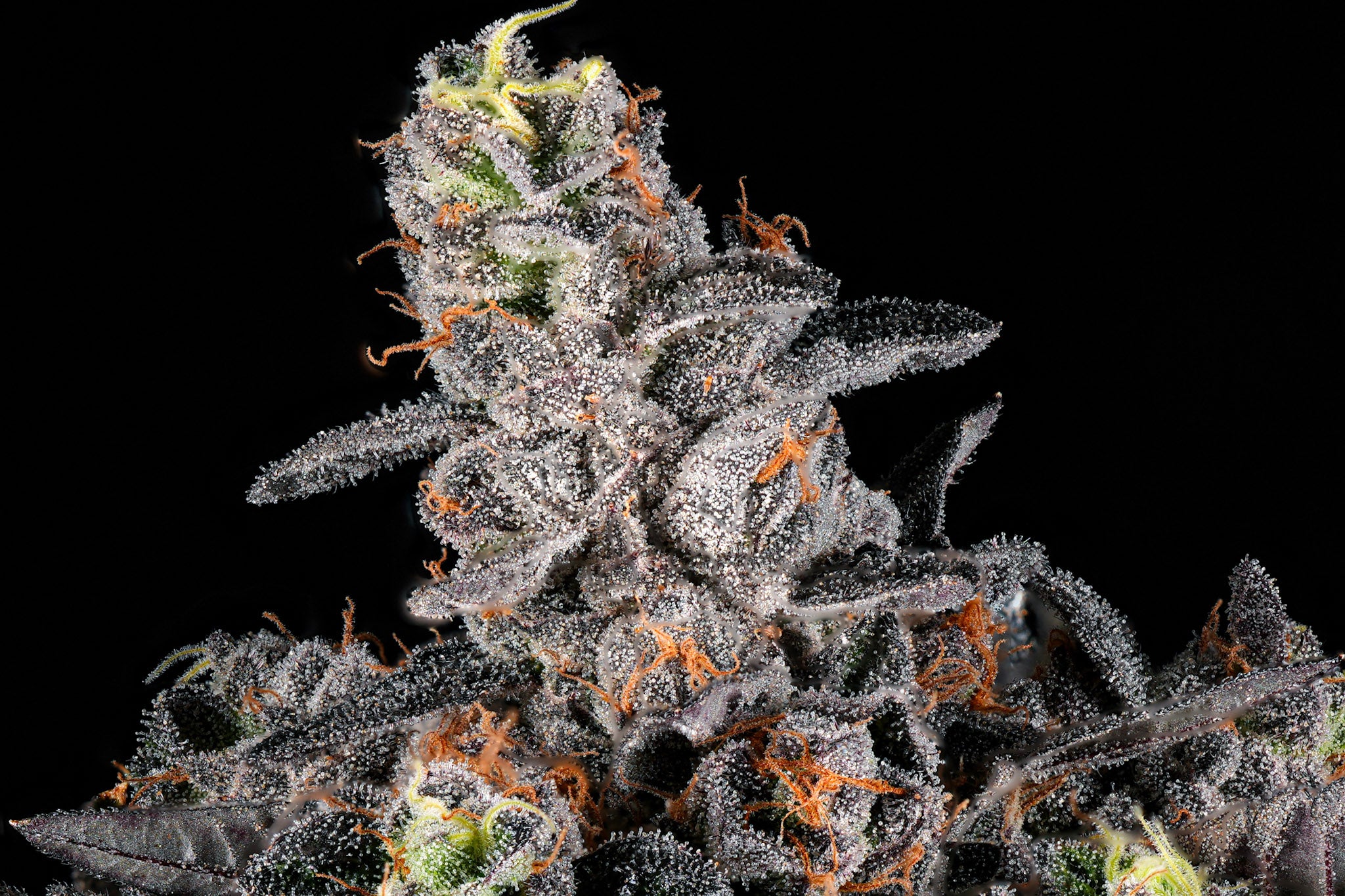 Big Perm craft cannabis flower – hand-trimmed indoor grown by Blvck Mrkt Maryland