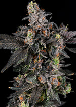 Big Perm craft cannabis flower – hand-trimmed indoor grown by Blvck Mrkt Maryland