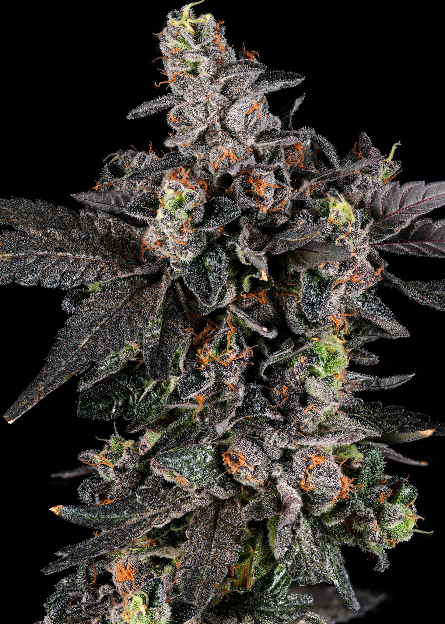 Big Perm craft cannabis flower – hand-trimmed indoor grown by Blvck Mrkt Maryland