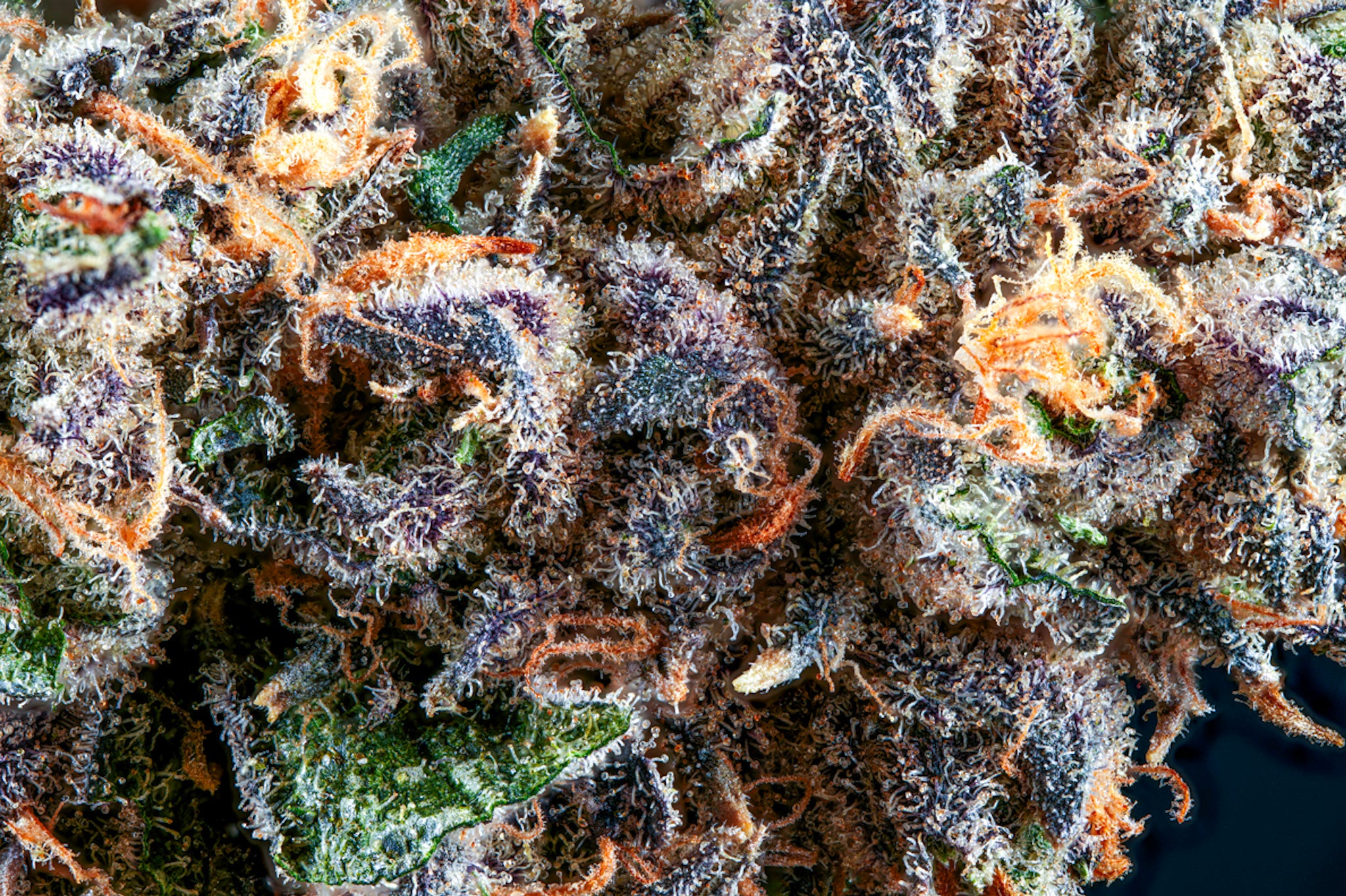 BlVCK Runtz craft cannabis flower – hand-trimmed indoor grown by Blvck Mrkt Maryland