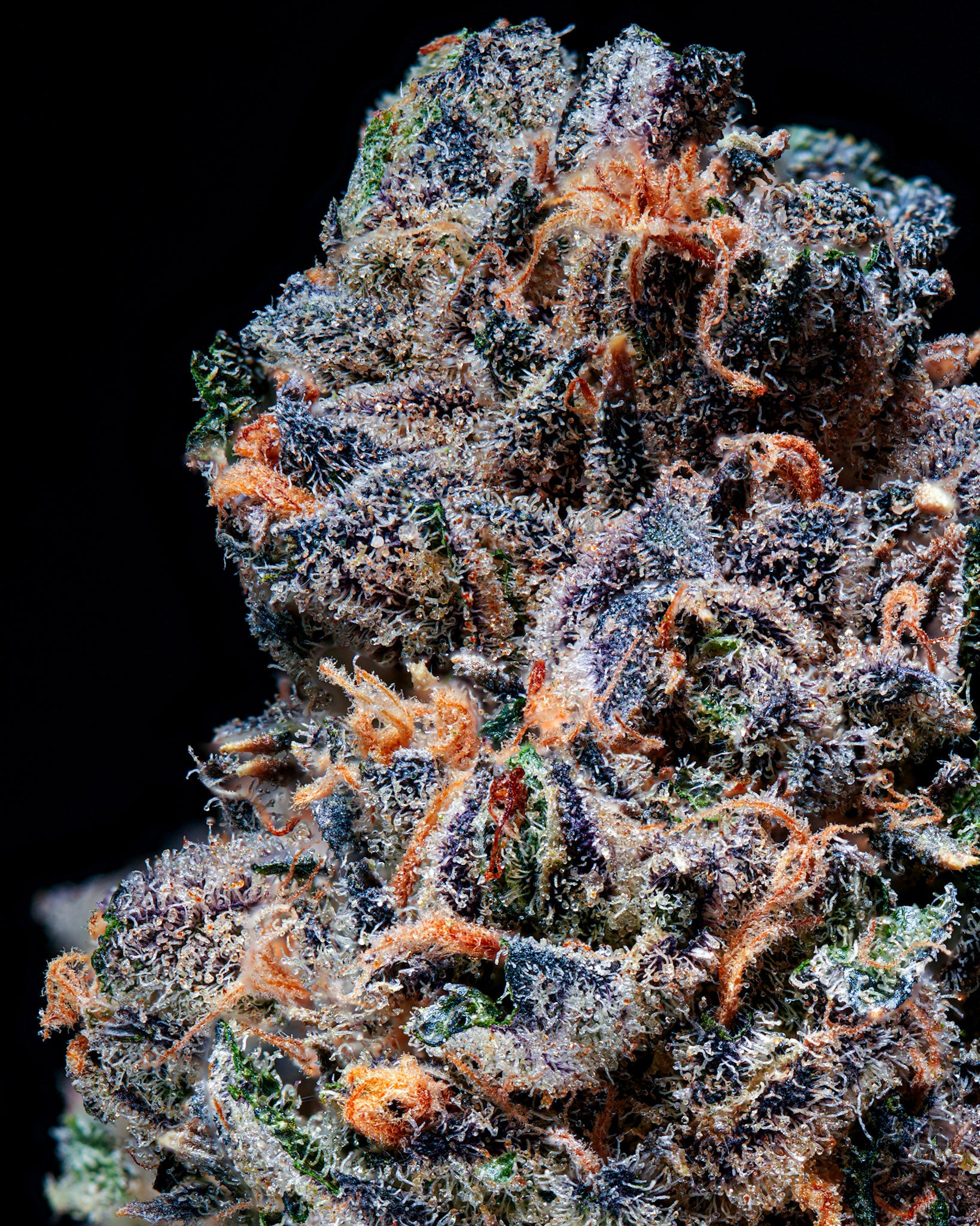 BlVCK Runtz craft cannabis flower – hand-trimmed indoor grown by Blvck Mrkt Maryland