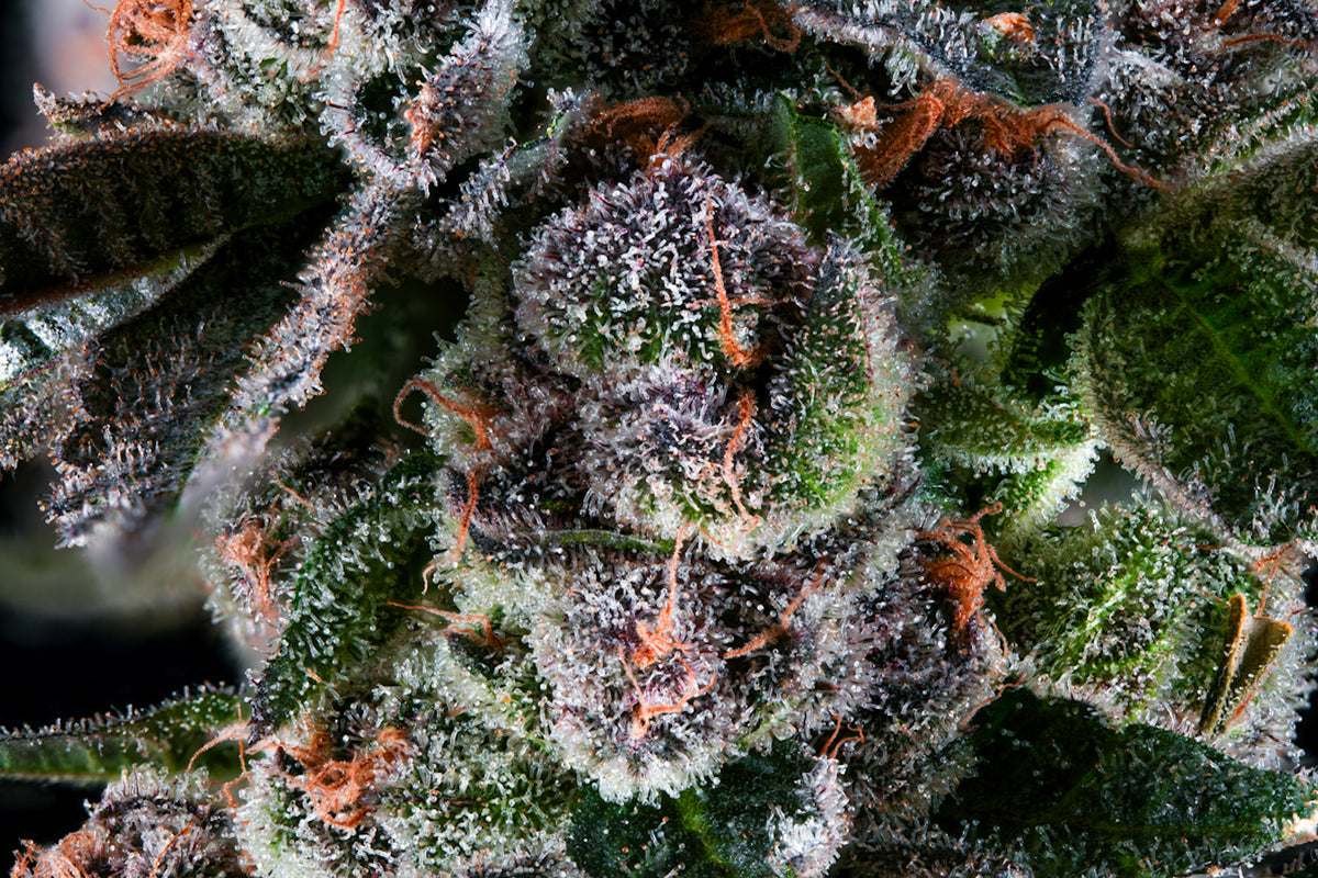 Candy Panties craft cannabis flower – hand-trimmed indoor grown by Blvck Mrkt Maryland