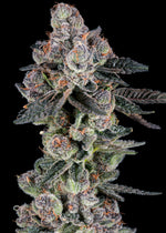 Candy Panties craft cannabis flower – hand-trimmed indoor grown by Blvck Mrkt Maryland