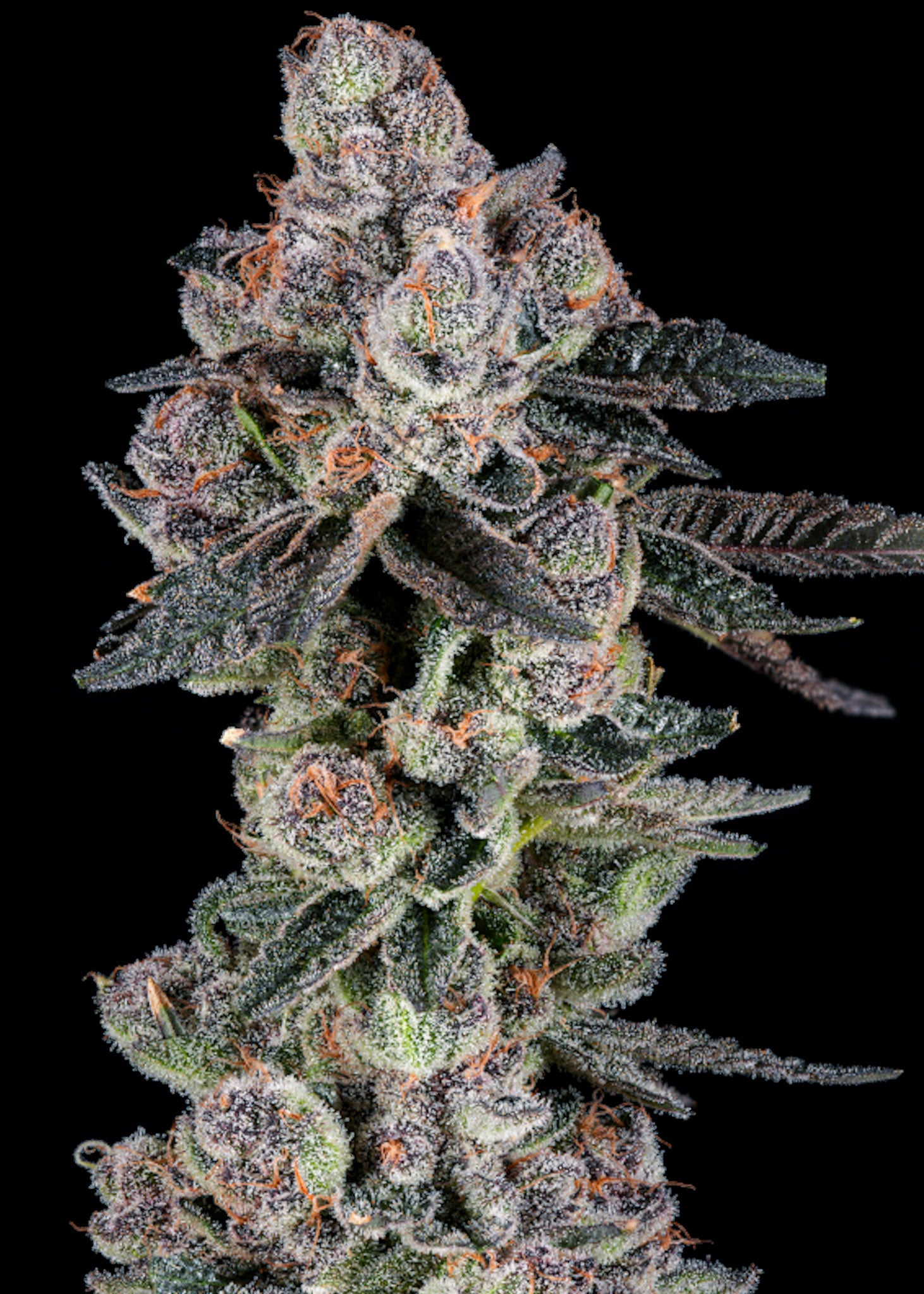 Candy Panties craft cannabis flower – hand-trimmed indoor grown by Blvck Mrkt Maryland