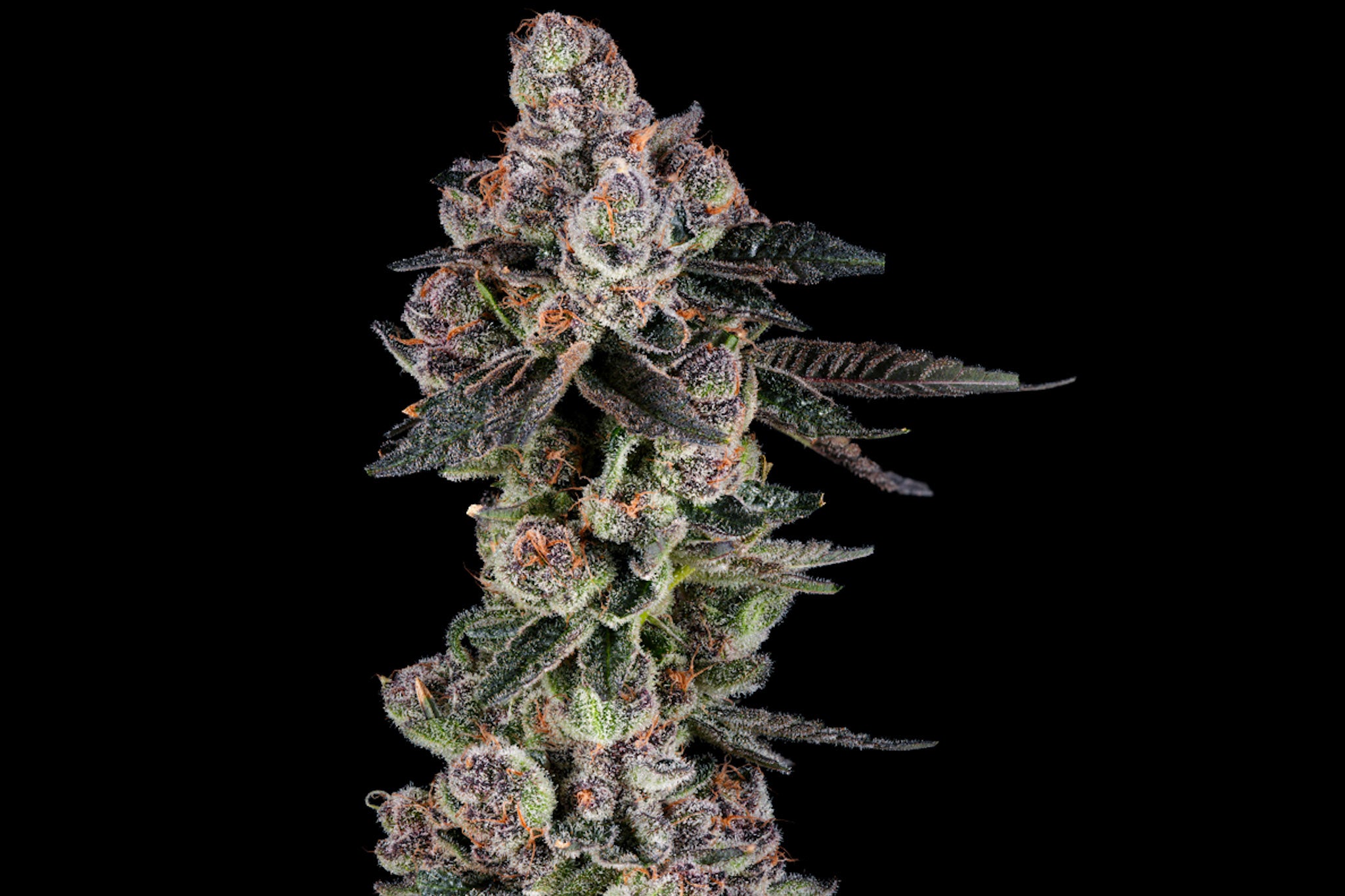 Candy Panties craft cannabis flower – hand-trimmed indoor grown by Blvck Mrkt Maryland