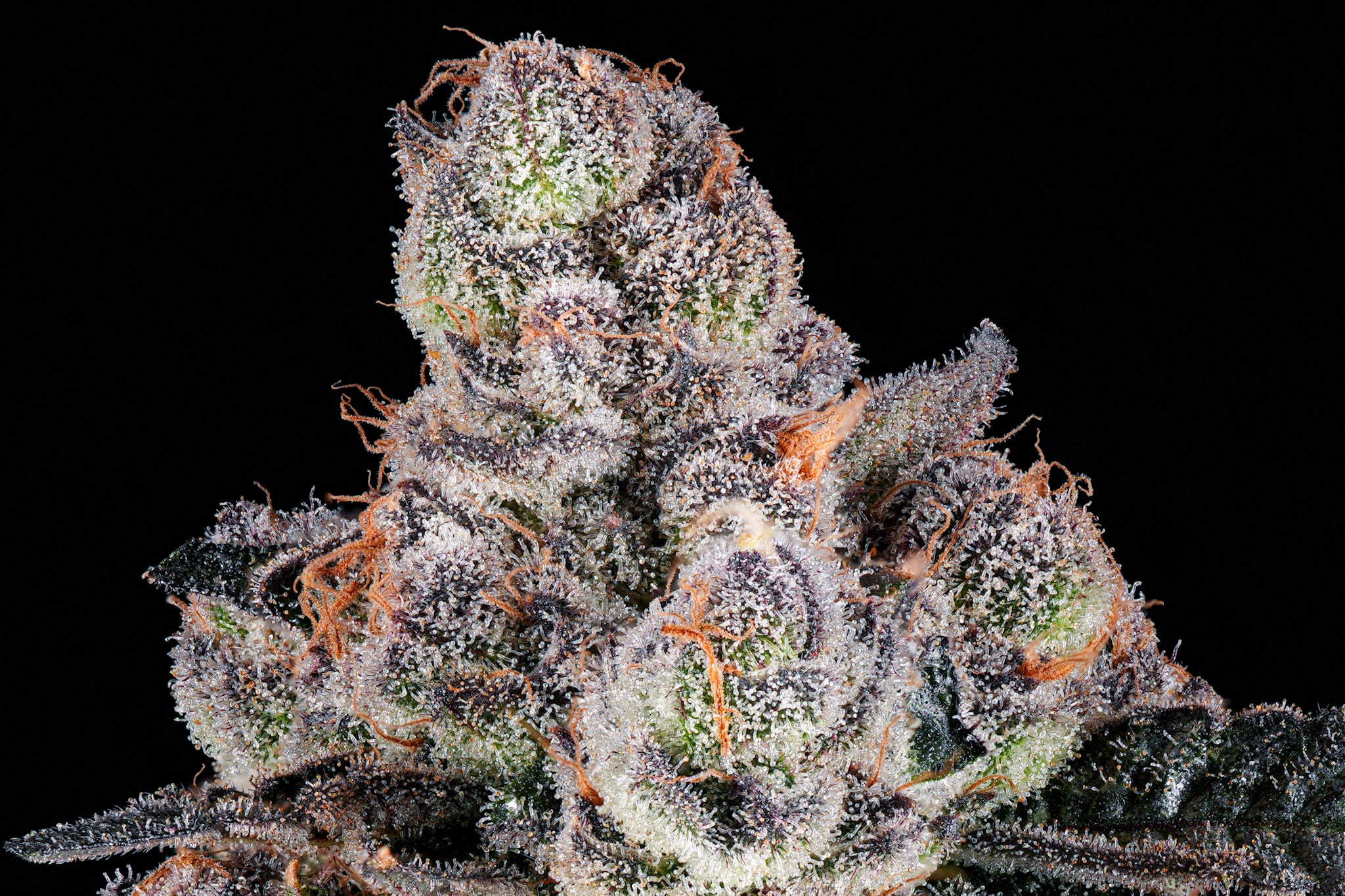 Candy Panties craft cannabis flower – hand-trimmed indoor grown by Blvck Mrkt Maryland