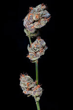 Charm Biscuits craft cannabis flower – hand-trimmed indoor grown by Blvck Mrkt Maryland