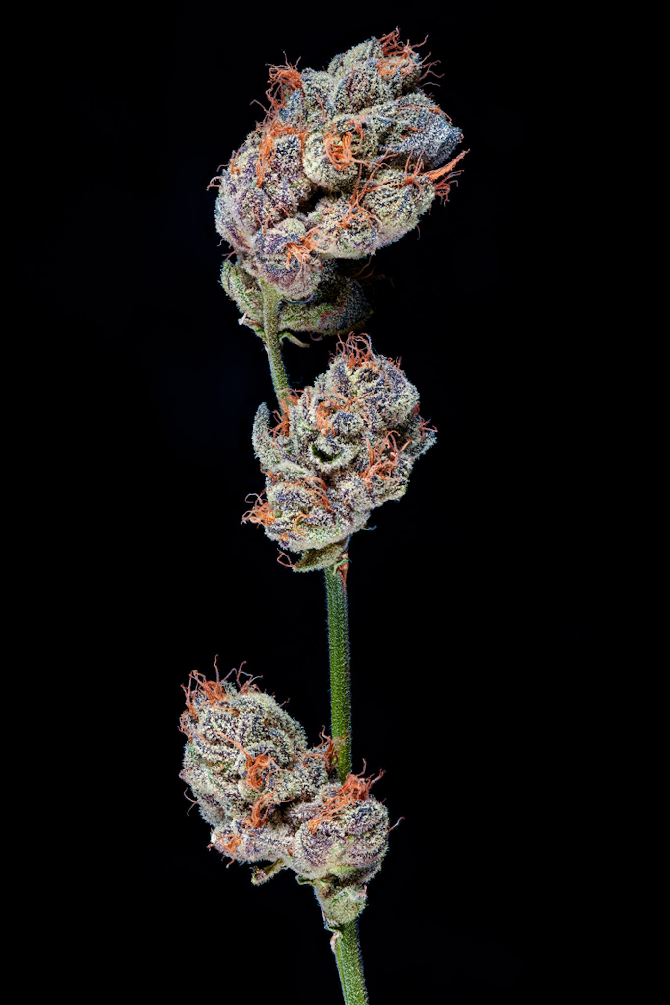 Charm Biscuits craft cannabis flower – hand-trimmed indoor grown by Blvck Mrkt Maryland