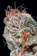 Charm Biscuits craft cannabis flower – hand-trimmed indoor grown by Blvck Mrkt Maryland