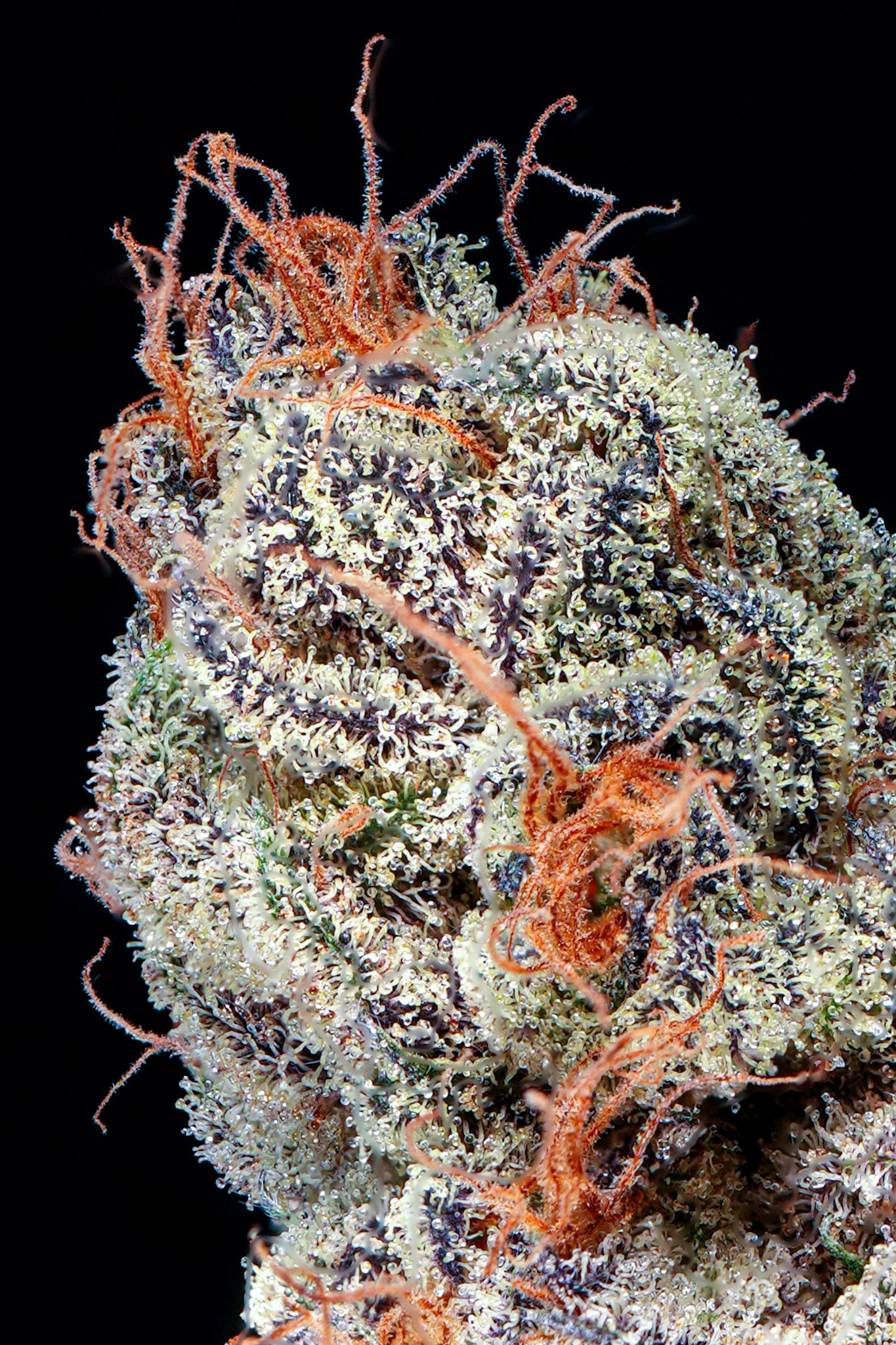 Charm Biscuits craft cannabis flower – hand-trimmed indoor grown by Blvck Mrkt Maryland