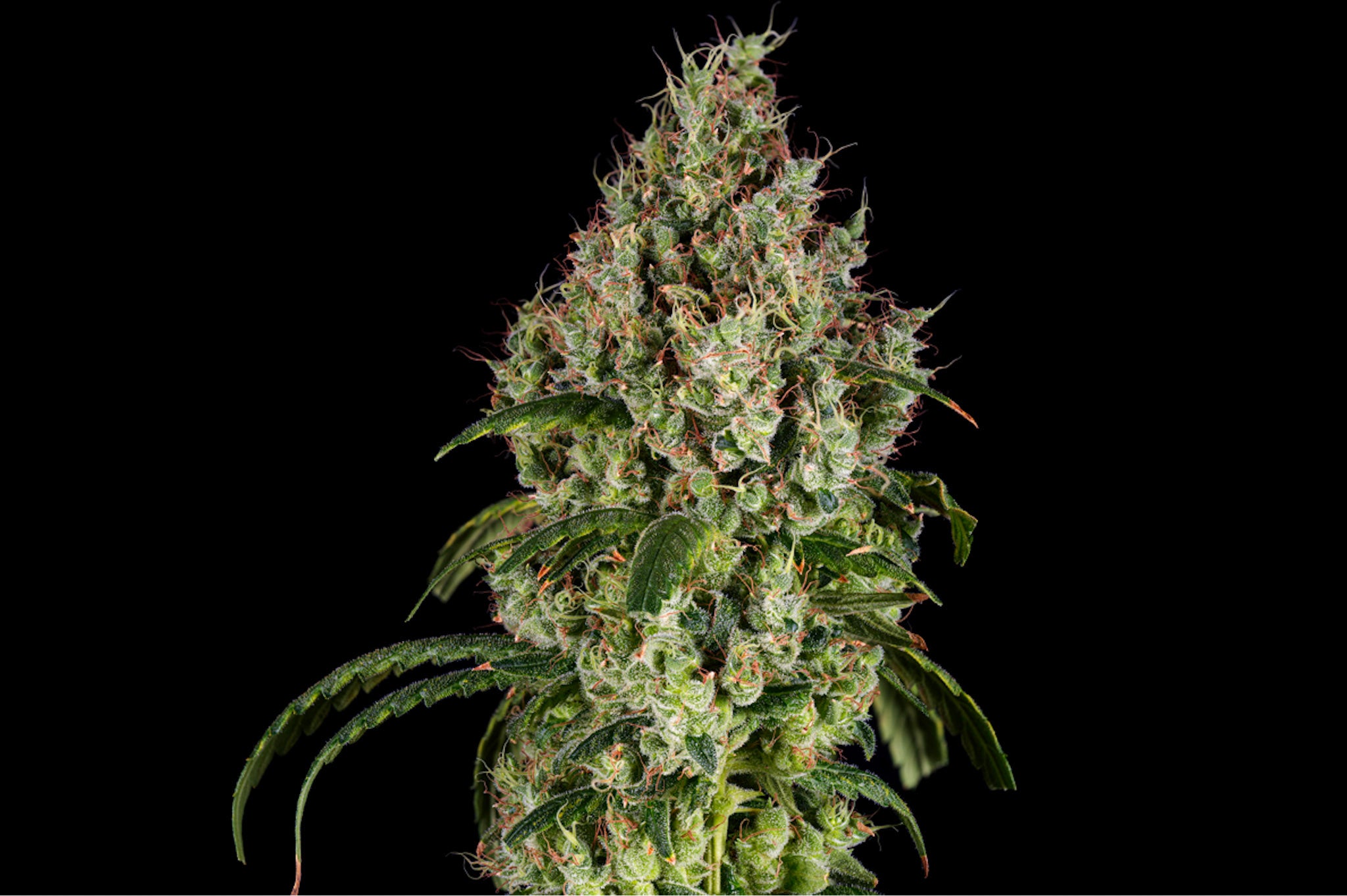 Limóne OG craft cannabis flower – hand-trimmed indoor-grown by Blvck Mrkt Maryland