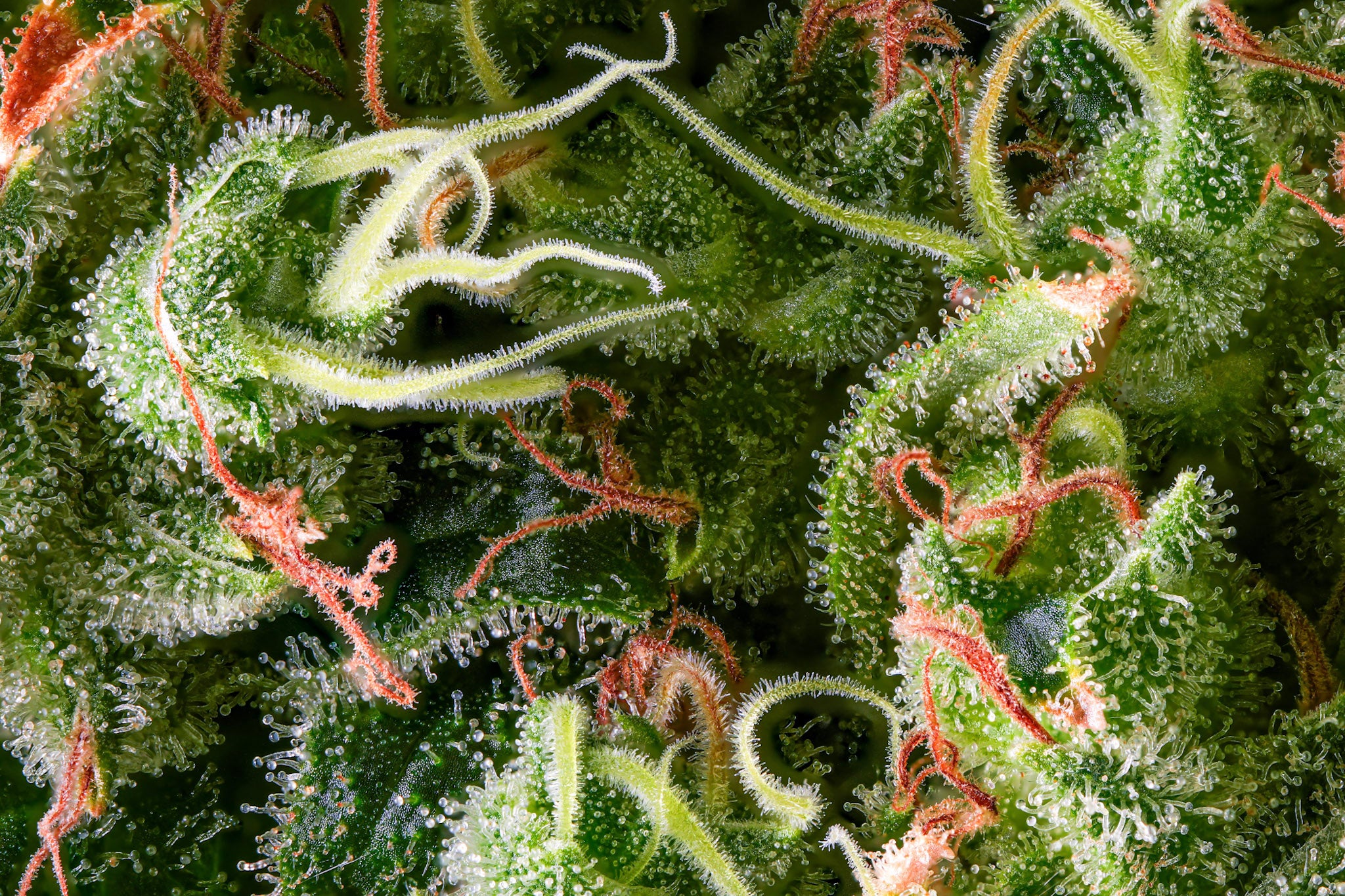 Limóne OG craft cannabis flower – hand-trimmed indoor grown by Blvck Mrkt Maryland