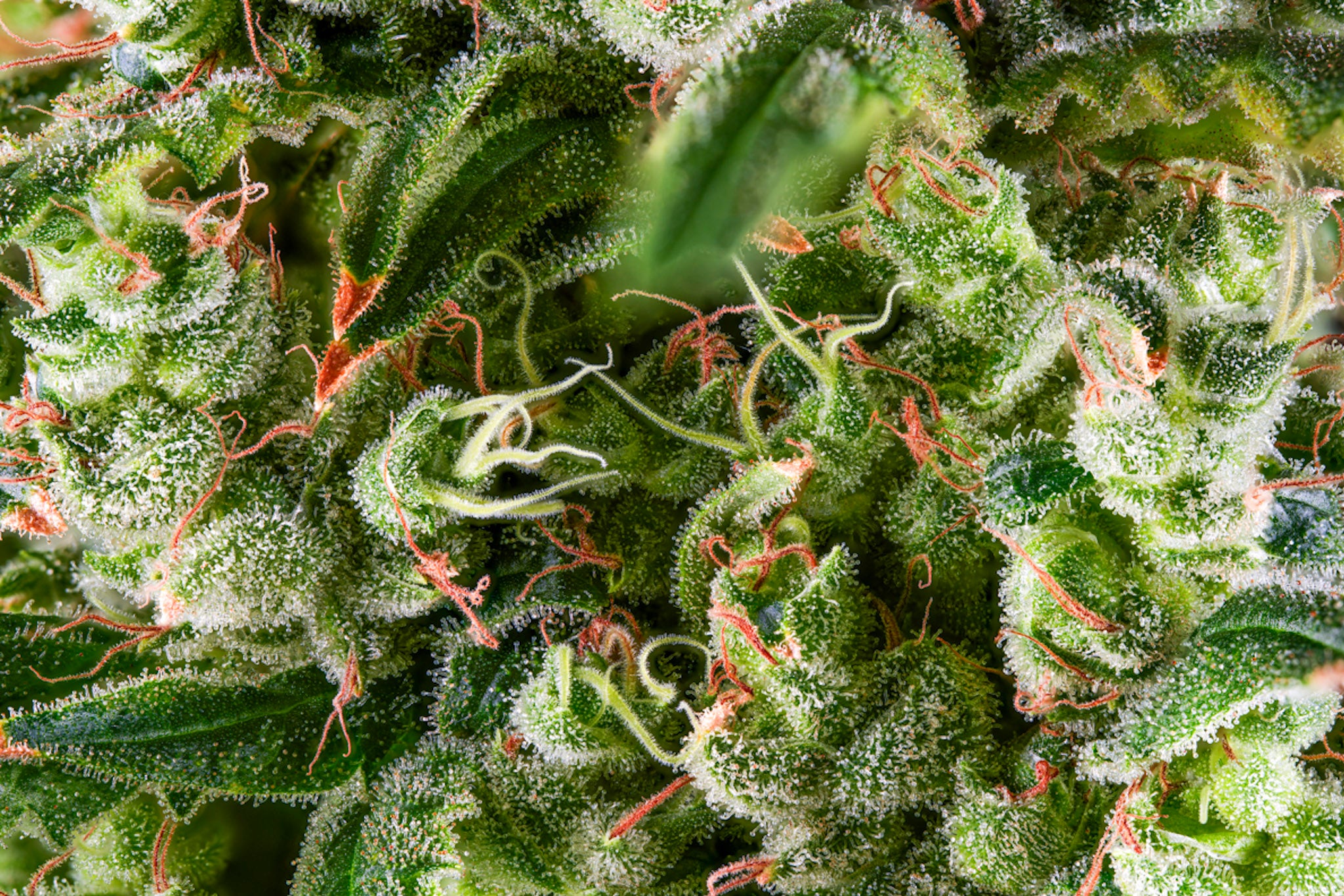 Limóne OG craft cannabis flower – hand-trimmed indoor grown by Blvck Mrkt Maryland