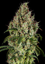 Limóne OG craft cannabis flower – hand-trimmed indoor grown by Blvck Mrkt Maryland