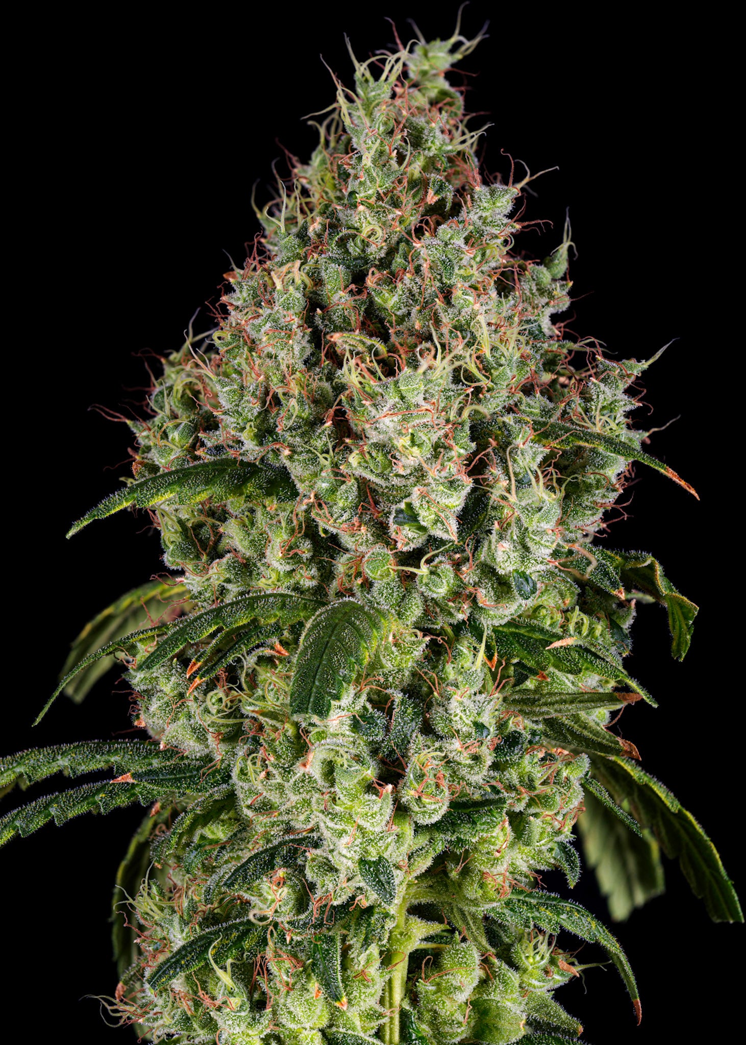 Limóne OG craft cannabis flower – hand-trimmed indoor grown by Blvck Mrkt Maryland