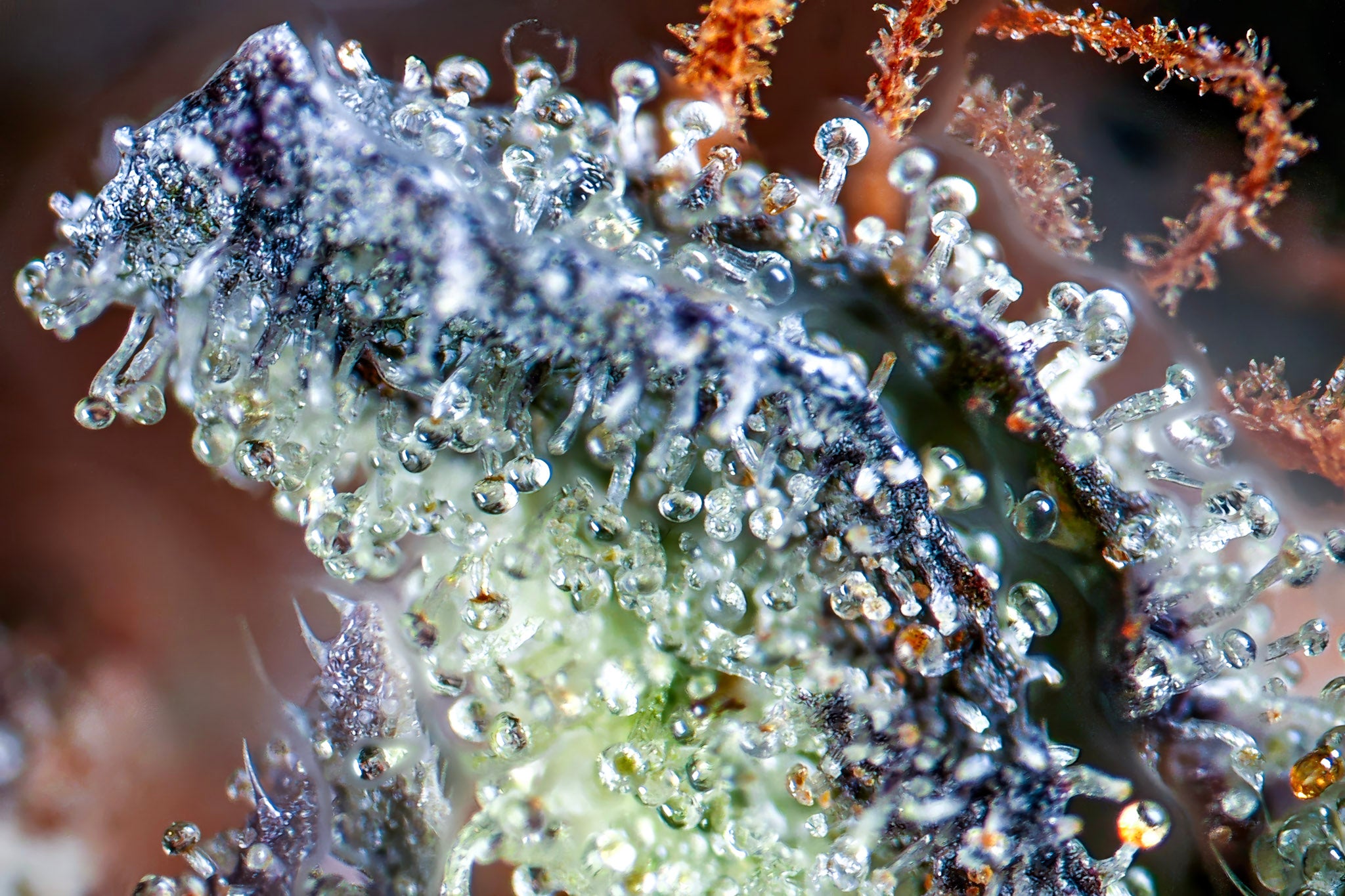 Murphy’z Law craft cannabis flower – hand-trimmed indoor grown by Blvck Mrkt Maryland