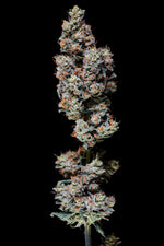 Murphy’z Law craft cannabis flower – hand-trimmed indoor grown by Blvck Mrkt Maryland