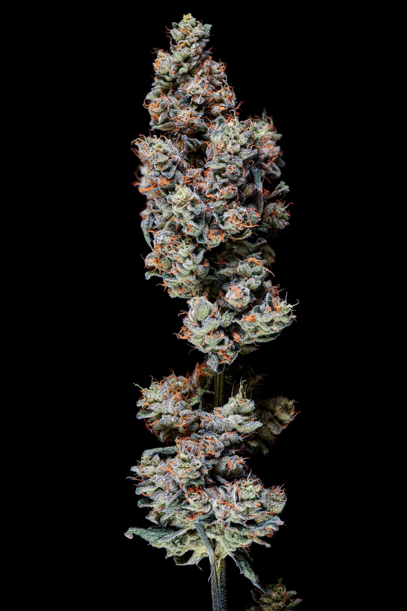 Murphy’z Law craft cannabis flower – hand-trimmed indoor grown by Blvck Mrkt Maryland