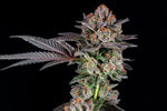 Rainbow Walker craft cannabis flower – hand-trimmed indoor grown by Blvck Mrkt Maryland