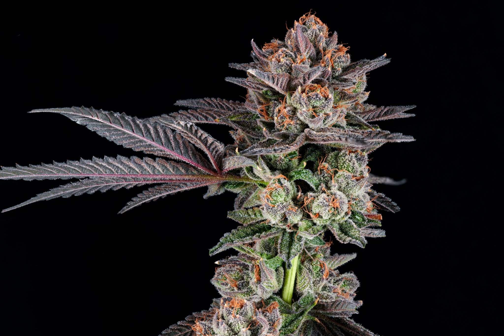 Rainbow Walker craft cannabis flower – hand-trimmed indoor grown by Blvck Mrkt Maryland