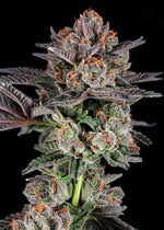 Rainbow Walker craft cannabis flower – hand-trimmed indoor grown by Blvck Mrkt Maryland