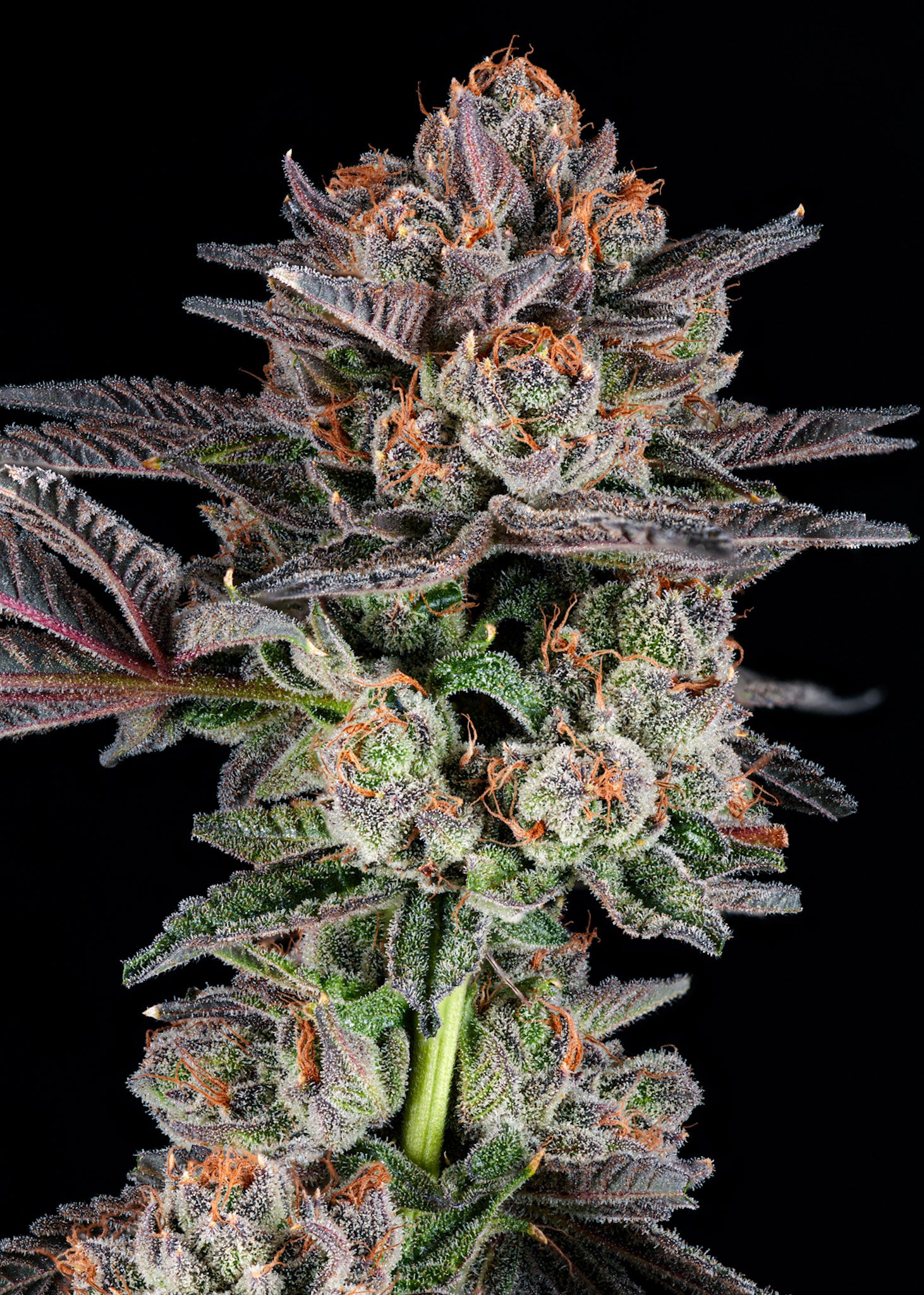 Rainbow Walker craft cannabis flower – hand-trimmed indoor grown by Blvck Mrkt Maryland
