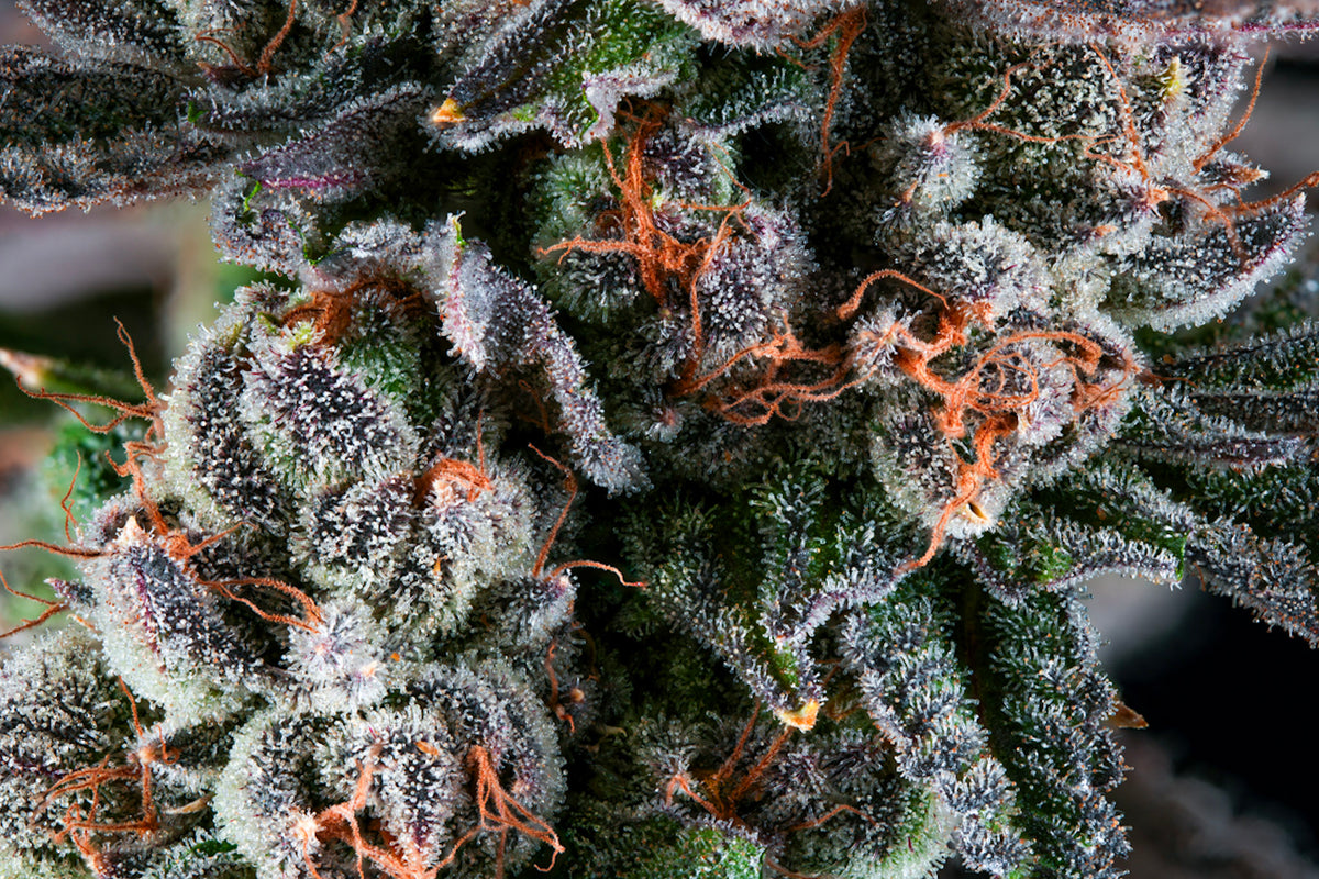 Rainbow Walker craft cannabis flower – hand-trimmed indoor grown by Blvck Mrkt Maryland