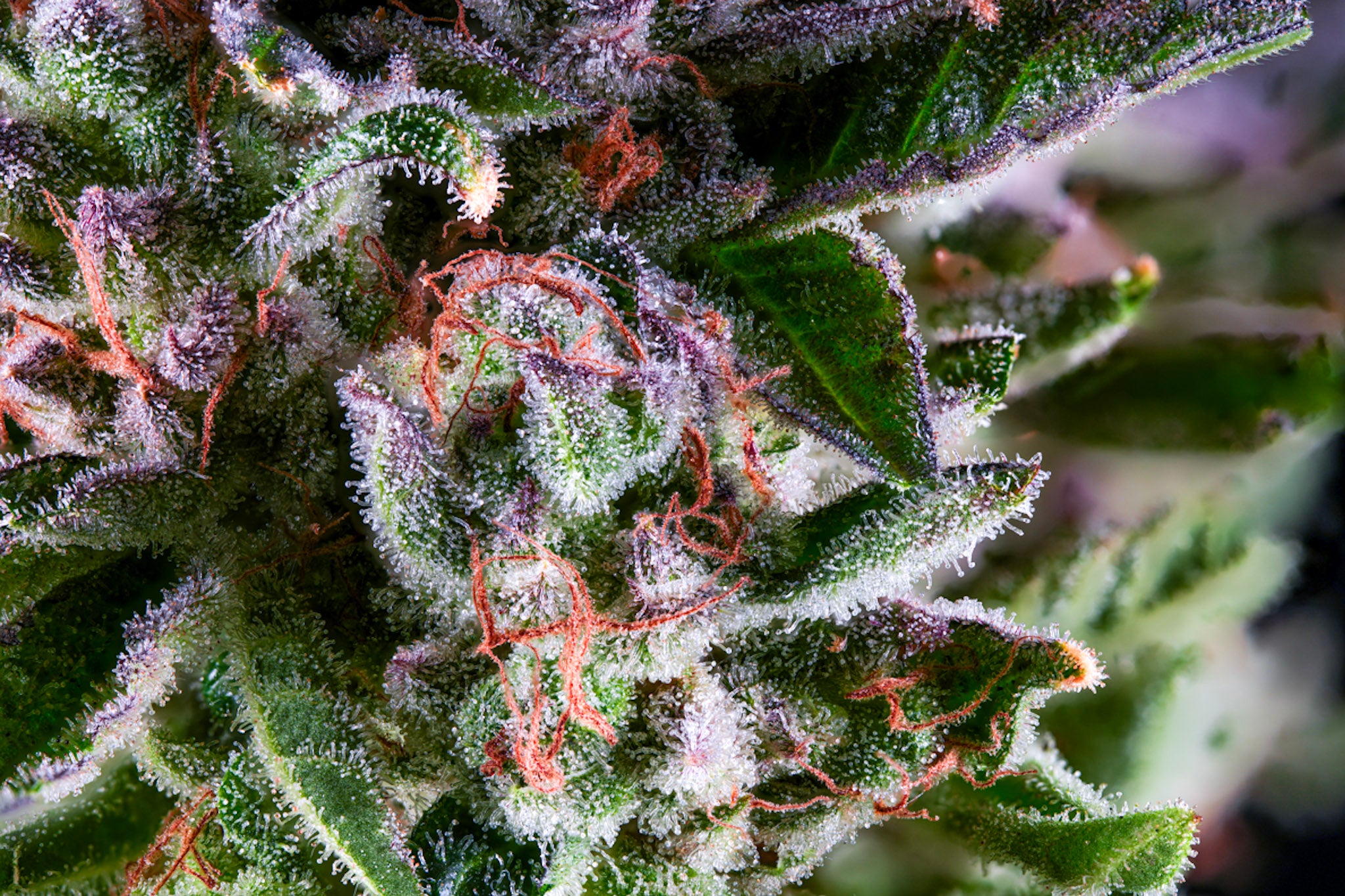 Zagave craft cannabis flower – hand-trimmed indoor grown by Blvck Mrkt Maryland