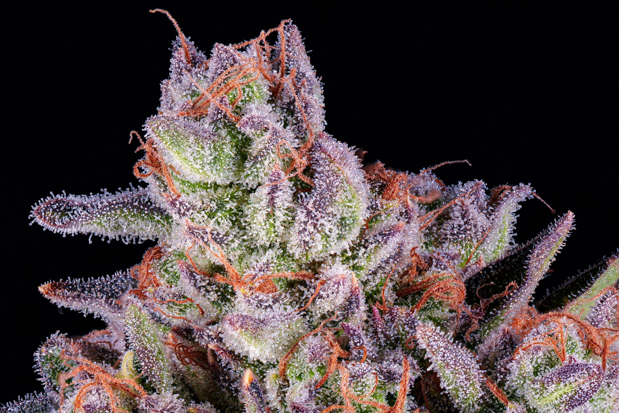 Zagave craft cannabis flower – hand-trimmed indoor grown by Blvck Mrkt Maryland