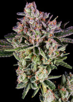 Zagave craft cannabis flower – hand-trimmed indoor grown by Blvck Mrkt Maryland