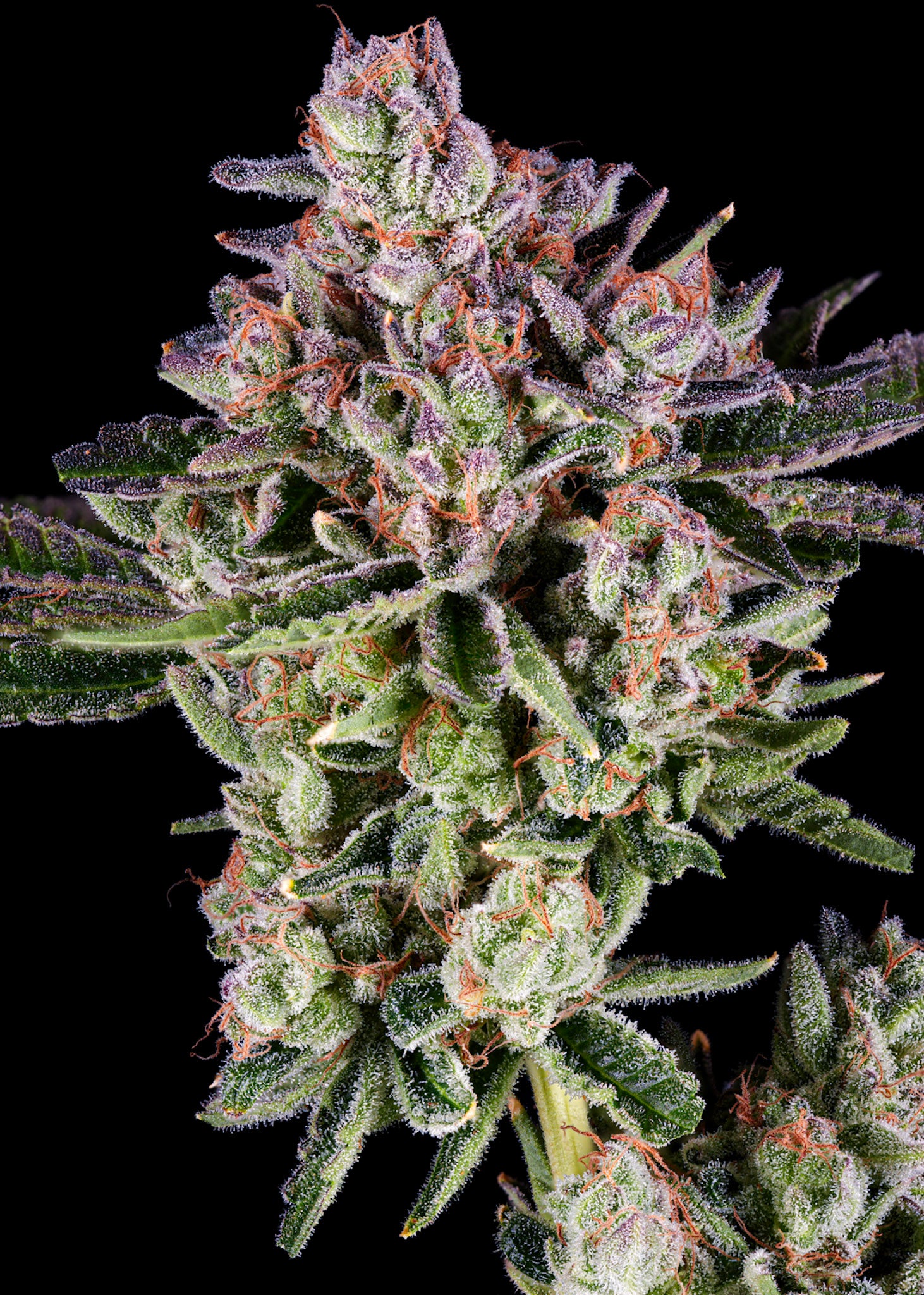 Zagave craft cannabis flower – hand-trimmed indoor grown by Blvck Mrkt Maryland