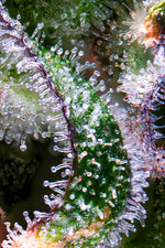 Zagave craft cannabis flower – hand-trimmed indoor grown by Blvck Mrkt Maryland