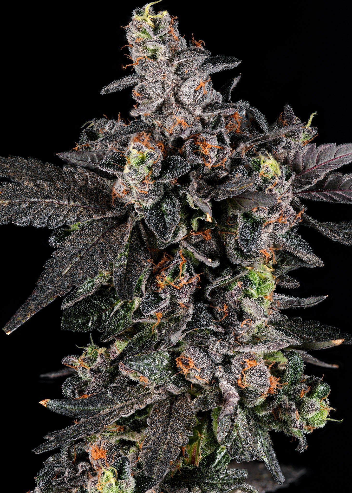 Big Perm - Blvck Mrkt Official