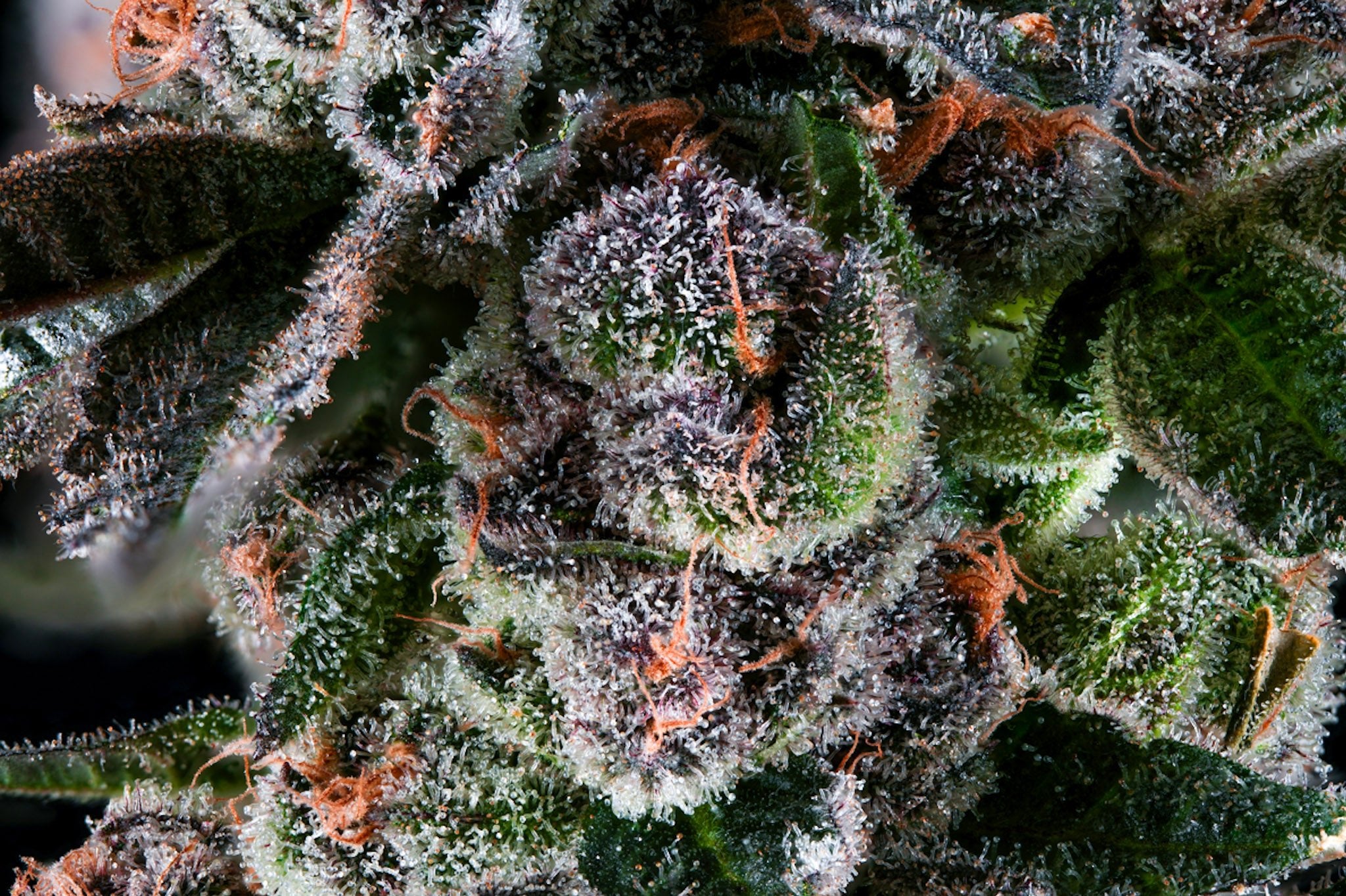 Candy Panties - Blvck Mrkt Official