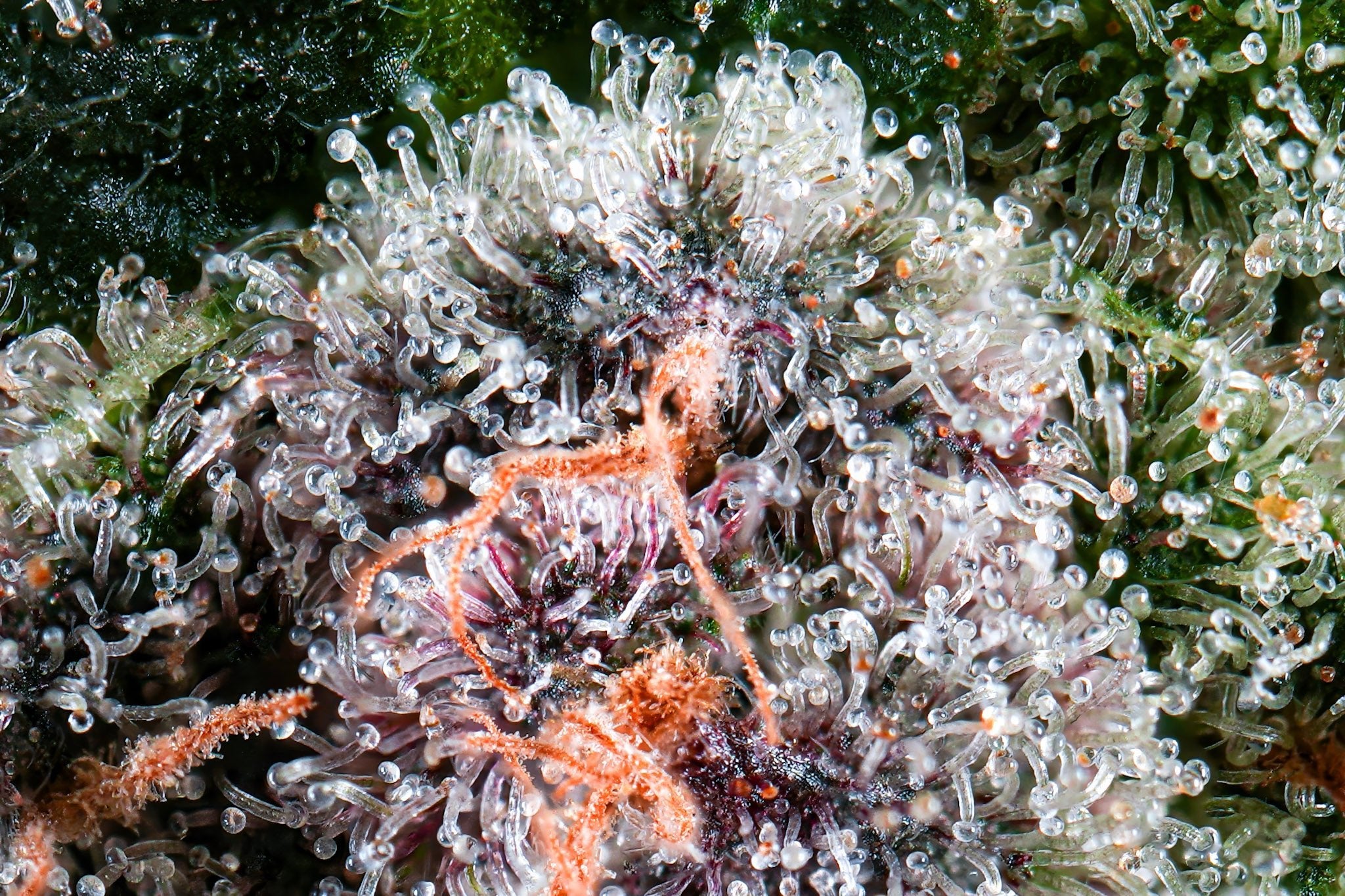 Candy Panties - Blvck Mrkt Official