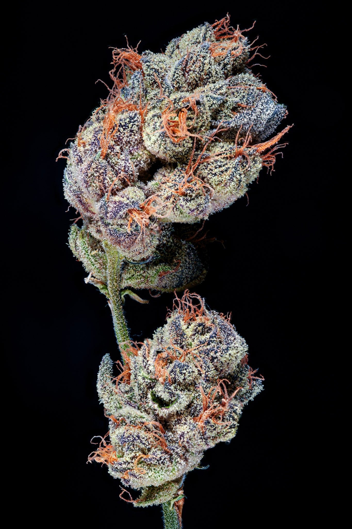 Charm Biscuits - Blvck Mrkt Official