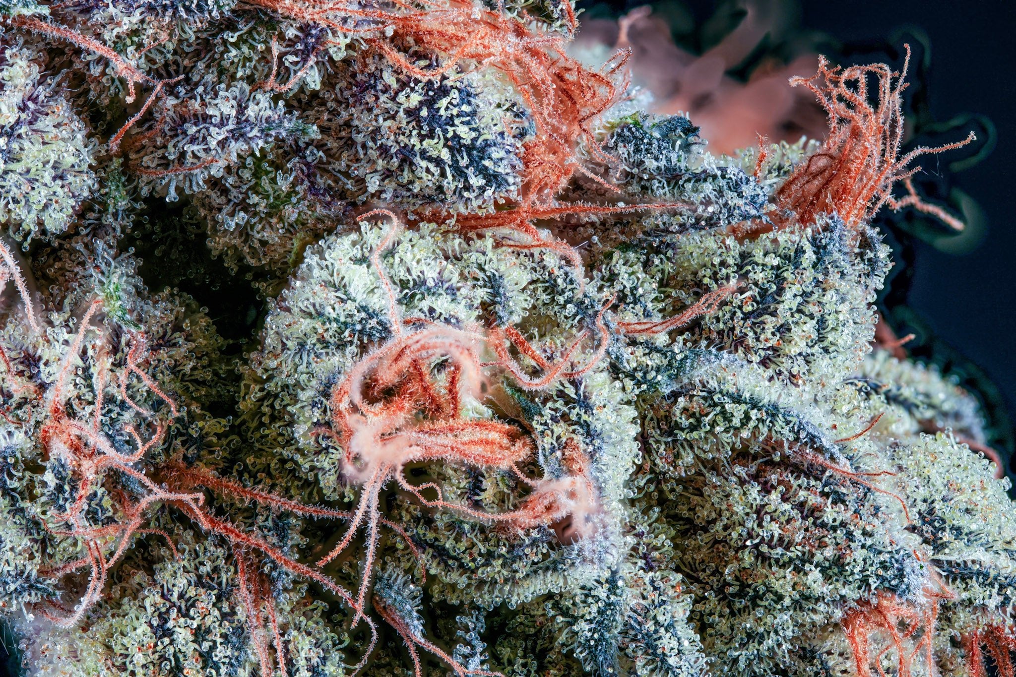 Limóne OG – Premium Indoor Cannabis | Blvck Mrkt Maryland – Blvck