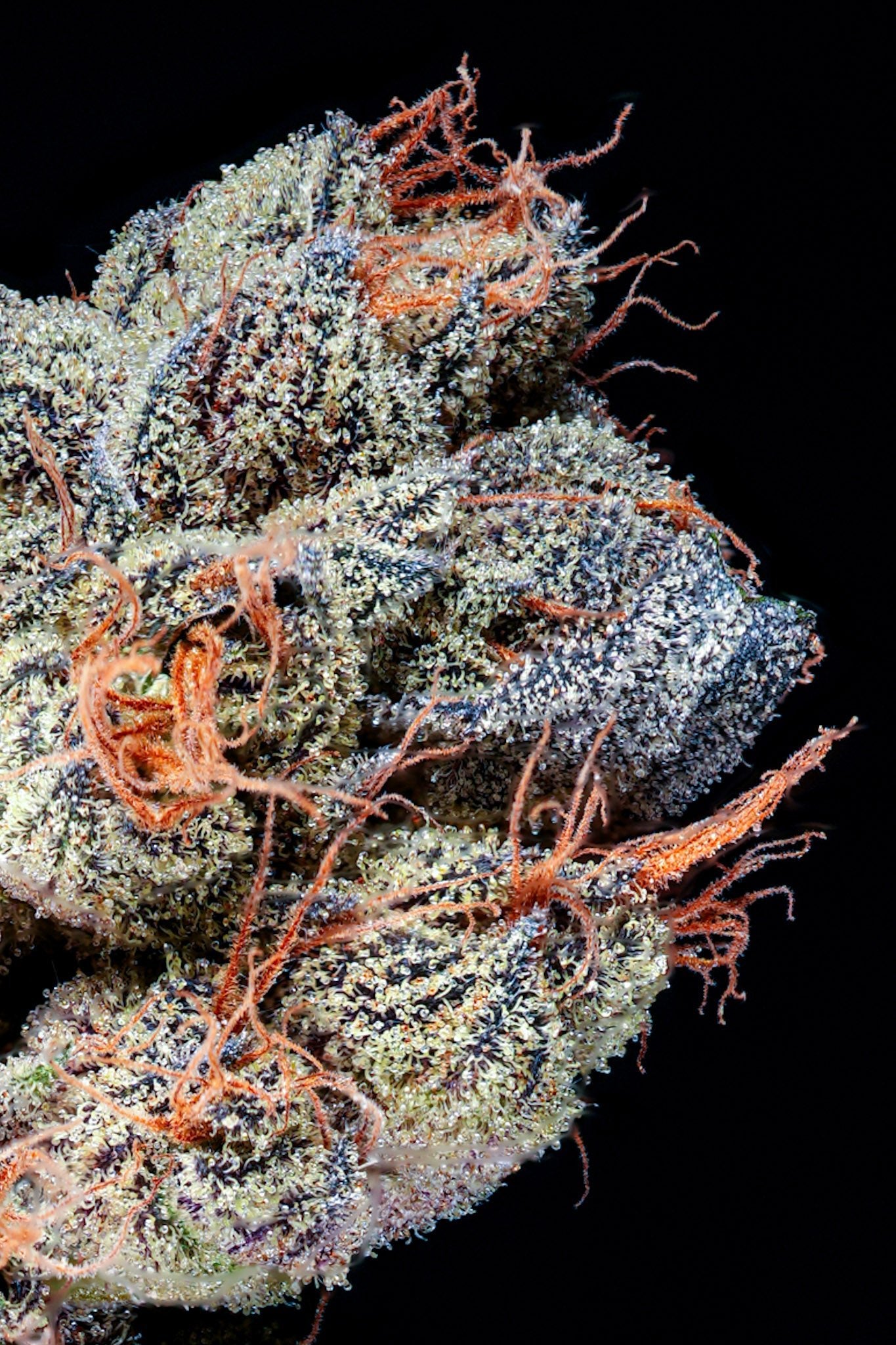 Charm Biscuits - Blvck Mrkt Official