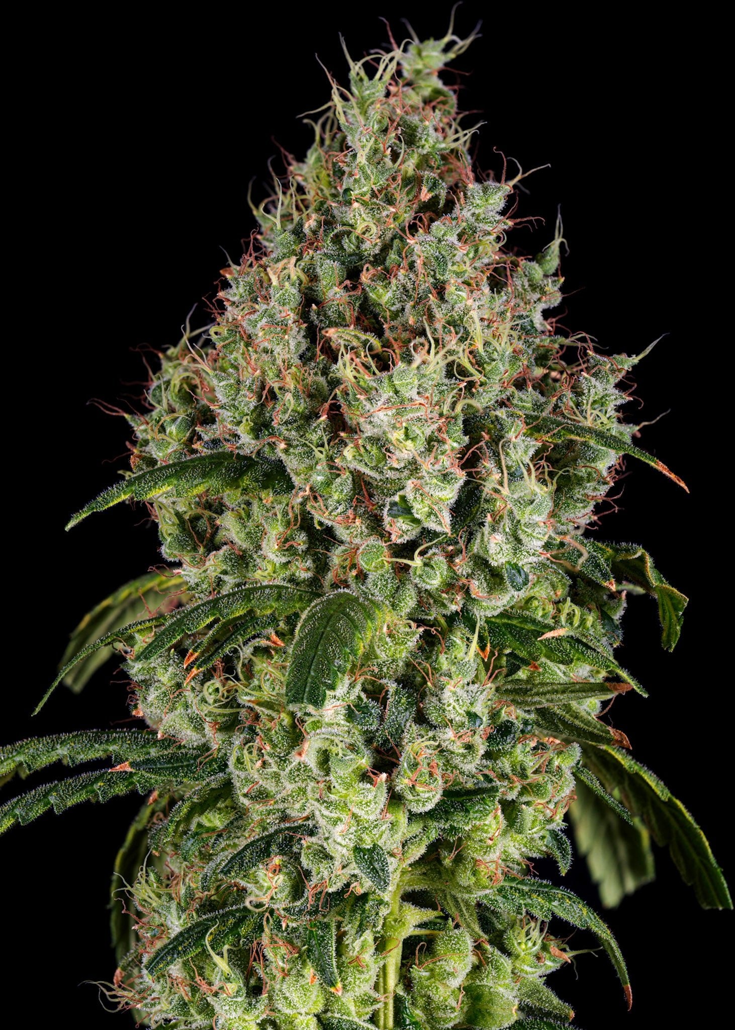 Limóne OG - Blvck Mrkt Official