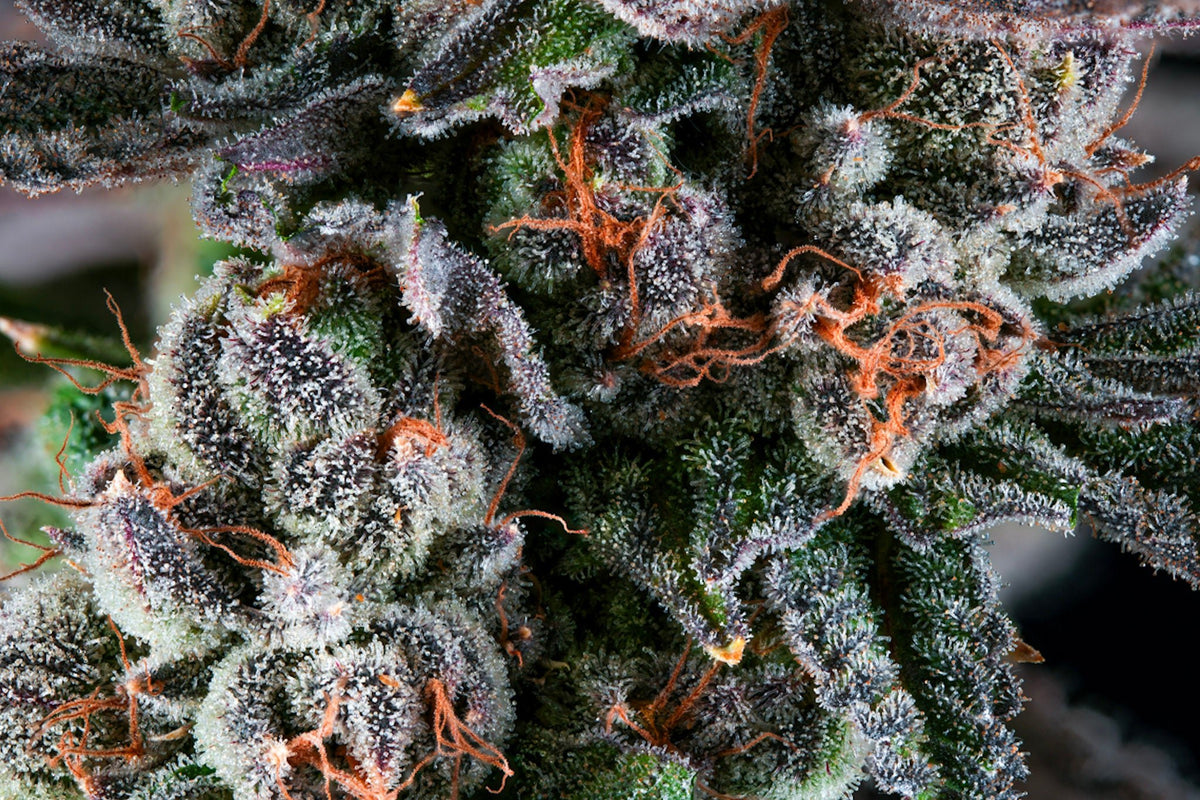 Rainbow Walker flowering cannabis, as labeled by the cited image source