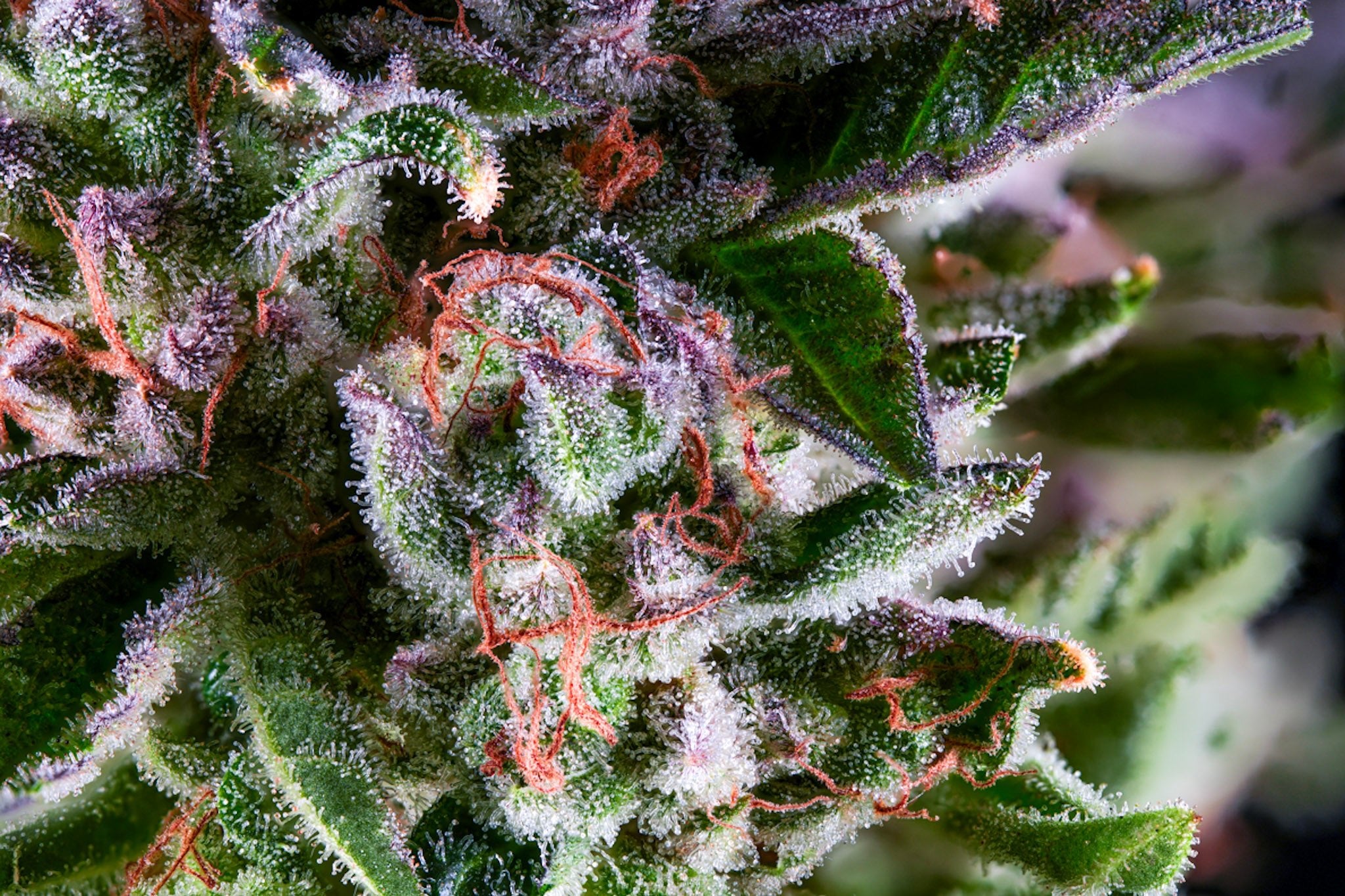 Zagave – Premium Indoor Cannabis | Blvck Mrkt Maryland – Blvck